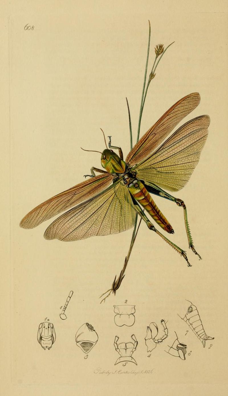 Locusta christii = Locusta migratoria (migratory locust); DISPLAY FULL IMAGE.