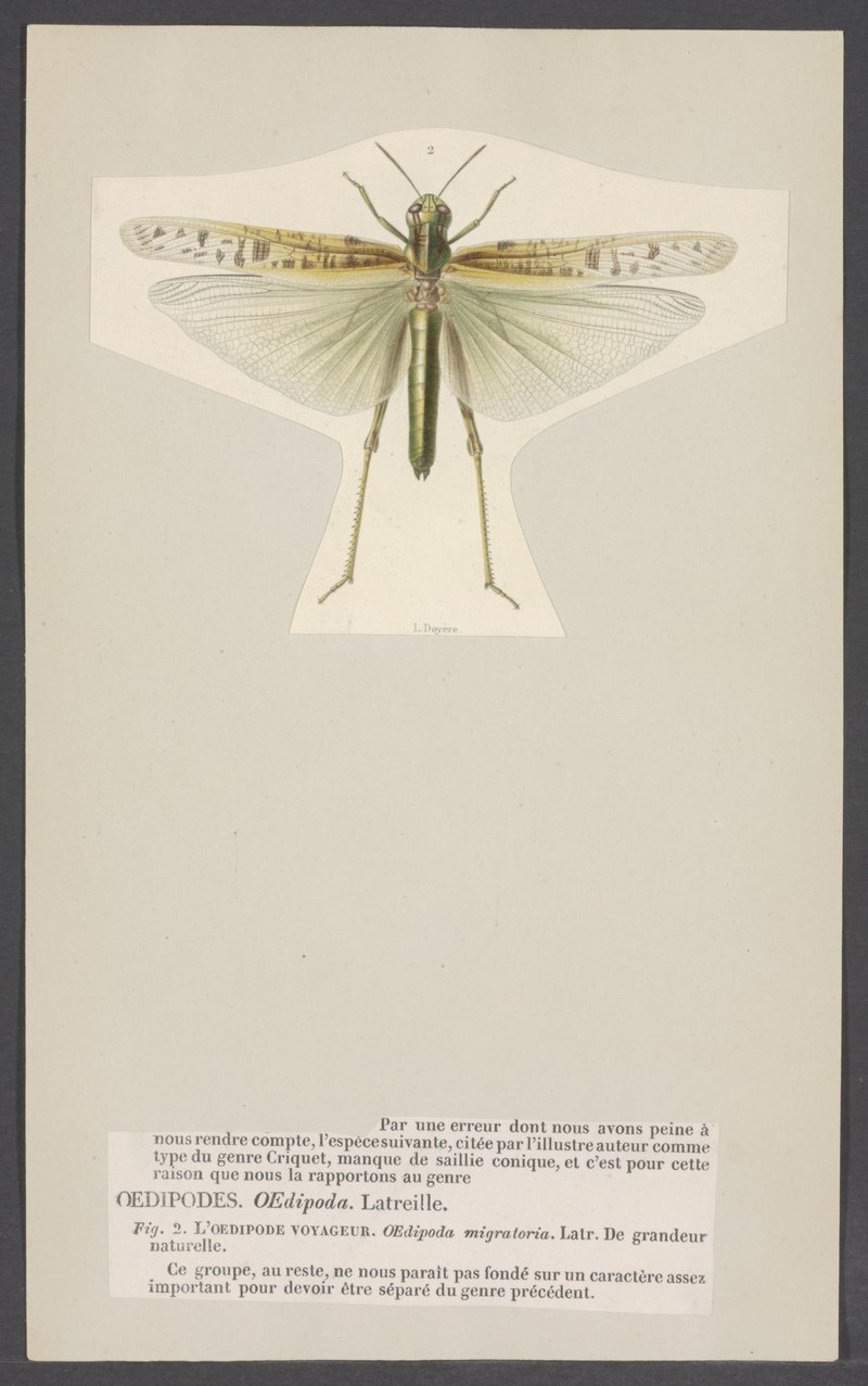 Oedipoda migratoria = Locusta migratoria (migratory locust); DISPLAY FULL IMAGE.