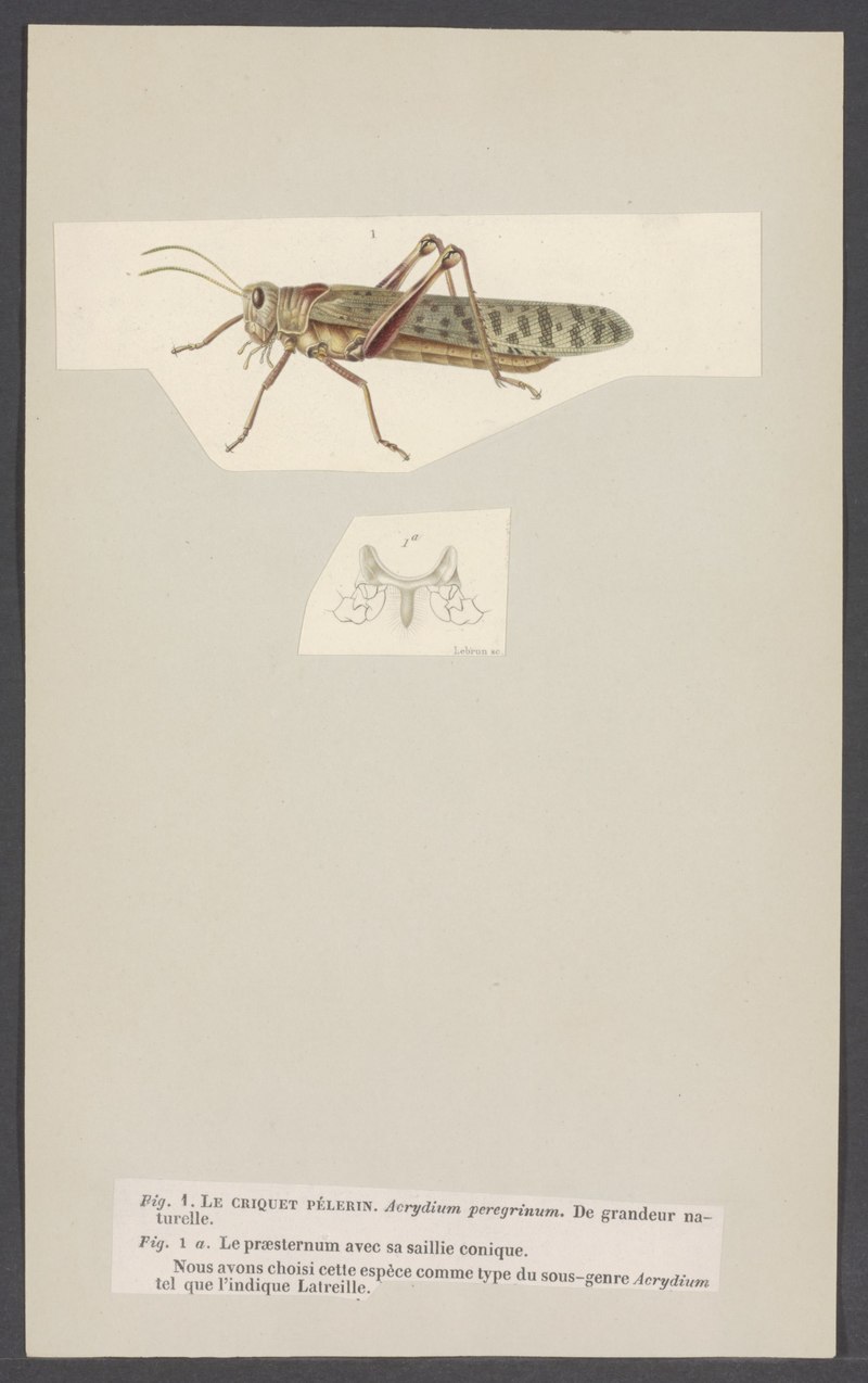 Acridium peregrinum = Schistocerca gregaria (desert locust); DISPLAY FULL IMAGE.