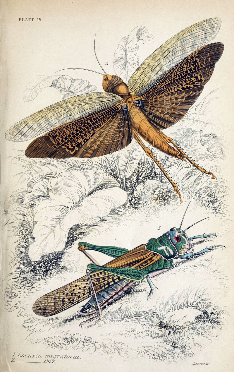 Locusta migratoria (migratory locust), Locusta dux = Tropidacris cristata dux (giant red-winged grasshopper); DISPLAY FULL IMAGE.