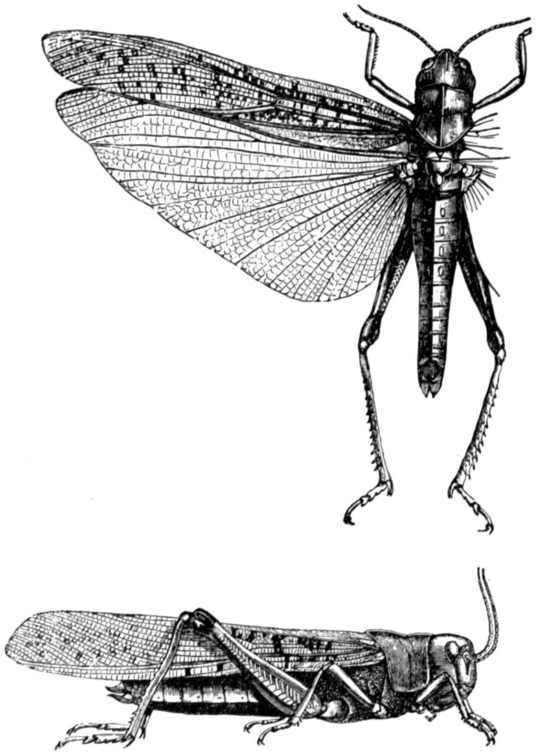 Pachytylus migratorius = Locusta migratoria (migratory locust); DISPLAY FULL IMAGE.
