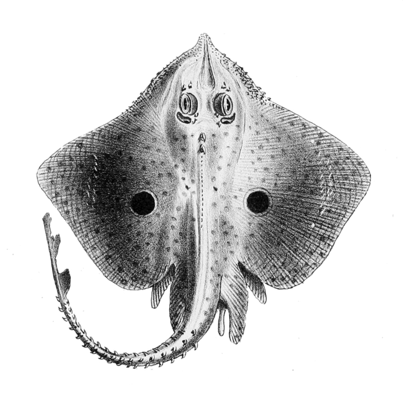 De visschen: Raja asterias (Mediterranean starry ray); DISPLAY FULL IMAGE.