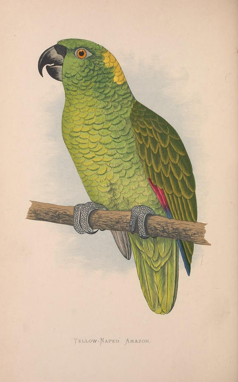 Psittacus auripalliatus = yellow-naped amazon parrot (Amazona auropalliata); DISPLAY FULL IMAGE.