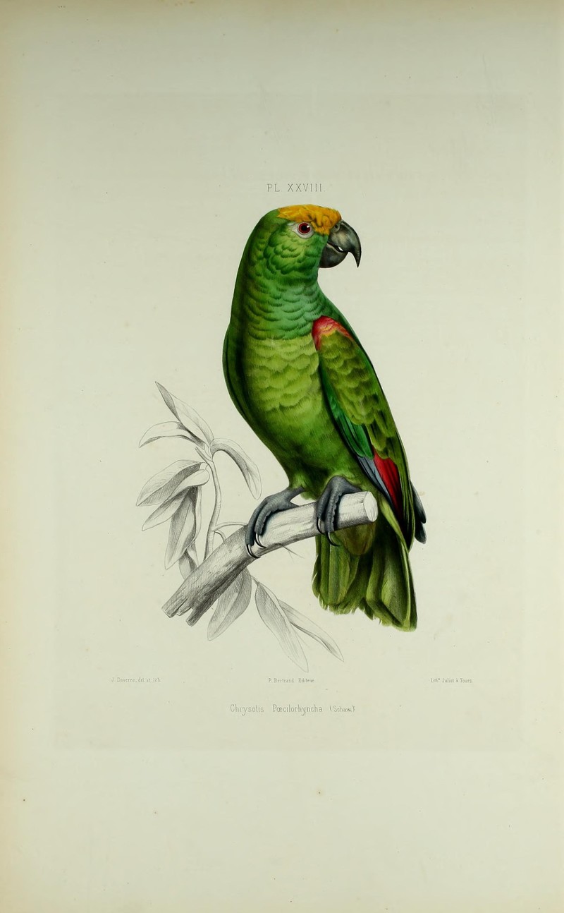 Chrysolis poecilorhyncha =  Amazona ochrocephala (yellow-crowned amazon parrot); DISPLAY FULL IMAGE.