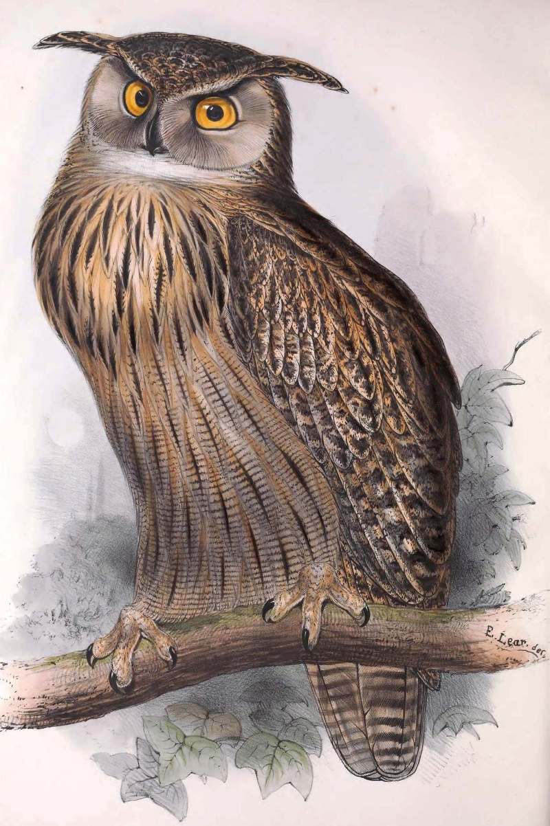 Gould: Eurasian eagle-owl (Bubo bubo); DISPLAY FULL IMAGE.