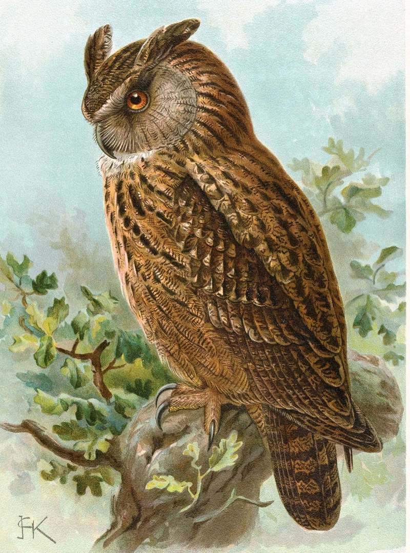 Naumann: Eurasian eagle-owl (Bubo bubo); DISPLAY FULL IMAGE.