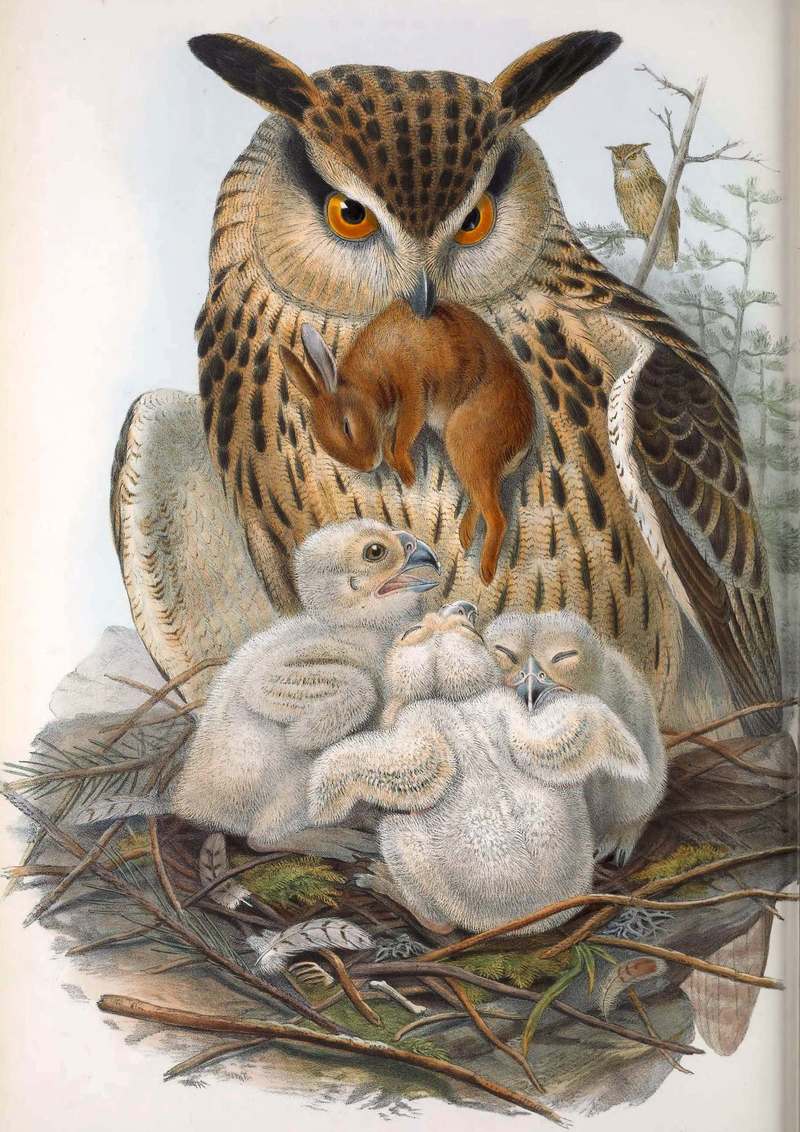 Bubo maximus = Bubo bubo (Eurasian eagle-owl); DISPLAY FULL IMAGE.
