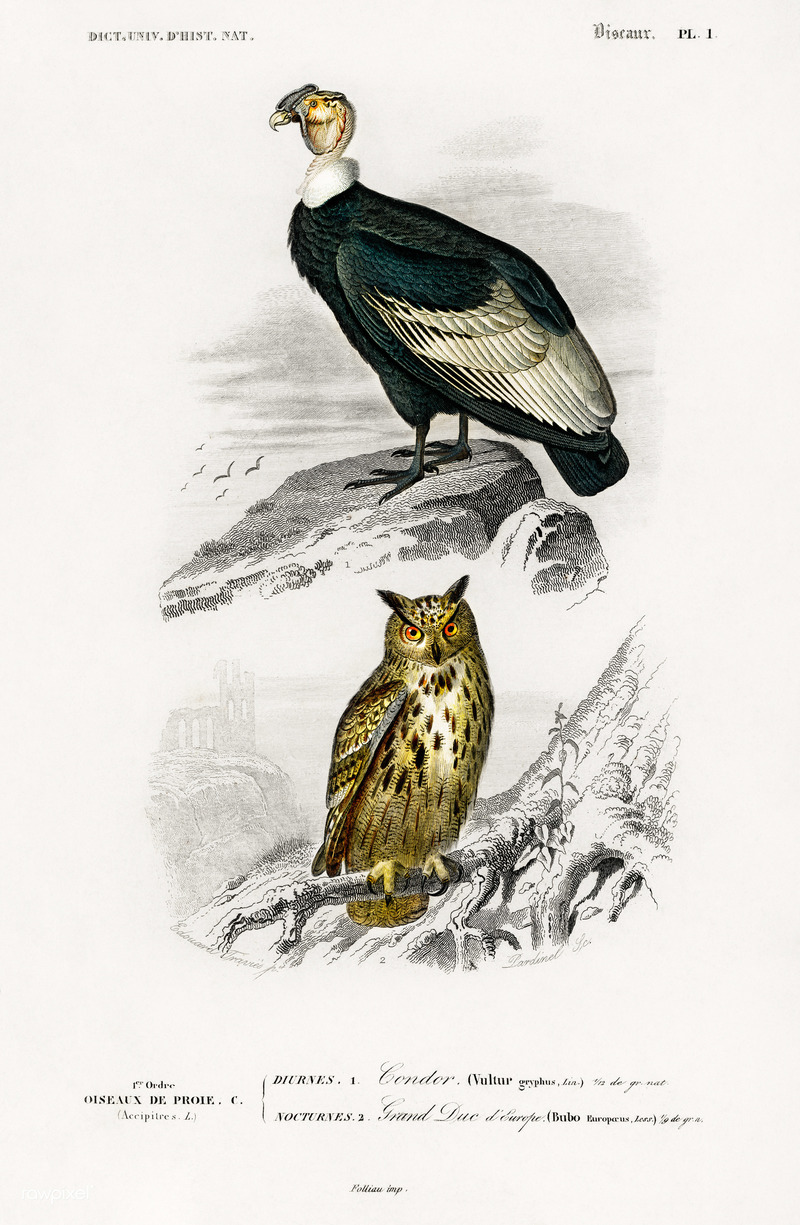 Vultur gryphus (Andean condor), Bubo europaeus = Bubo bubo (Eurasian eagle-owl); DISPLAY FULL IMAGE.