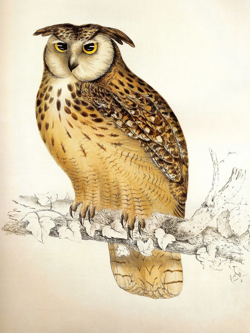 Indian eagle-owl, rock eagle-owl(Bubo bengalensis); DISPLAY FULL IMAGE.