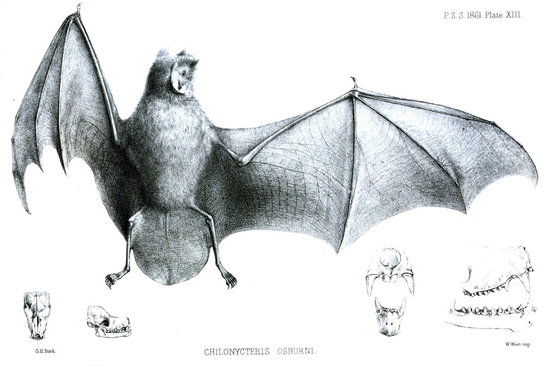 Chilonycteris osburni = Pteronotus parnellii osburni (Parnell's mustached bat); DISPLAY FULL IMAGE.