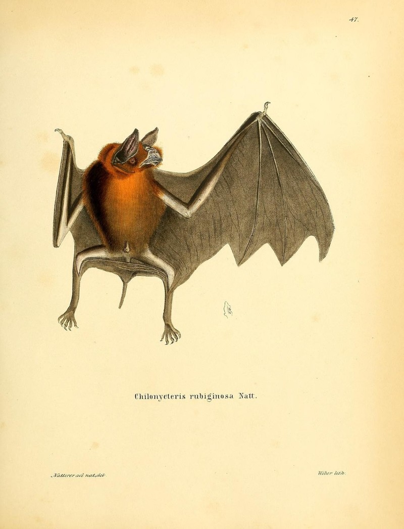 Chilonycteris rubiginosa = Pteronotus parnellii rubiginosus (Parnell's mustached bat); DISPLAY FULL IMAGE.