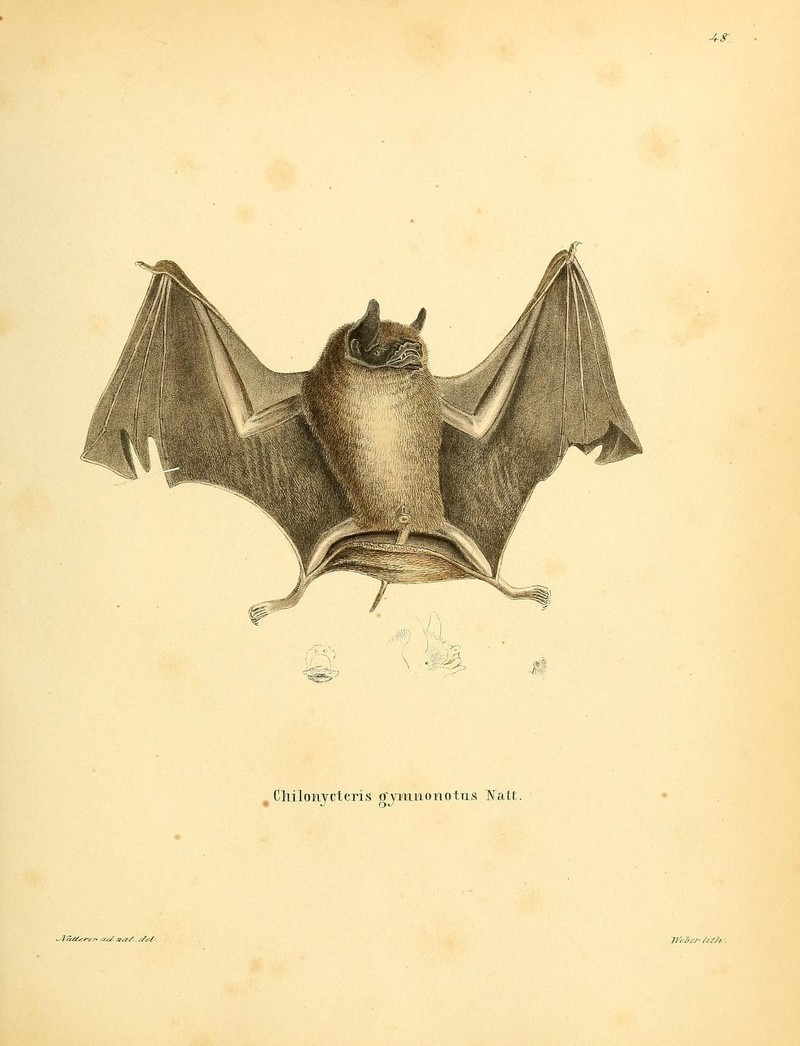 Chilonycteris gymnonotus = Pteronotus gymnonotus (big naked-backed bat); DISPLAY FULL IMAGE.