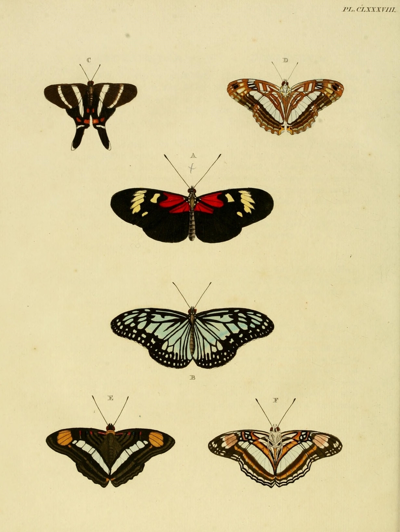 Papilio cybele = Heliconius melpomene meriana (common postman), Papilio juventa = Ideopsis juventa (wood nymph), Papilio periander = Rhetus periander (Periander metalmark butterfly), Papilio basilea = Adelpha iphiclus iphiclus (Iphiclus sister), Papilio basilea = Papilio iphicla = Adelpha iphiclus (Iphiclus sister); DISPLAY FULL IMAGE.