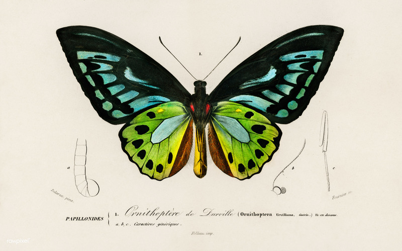 Ornithoptera urvilliana = Ornithoptera priamus urvillianus (common green birdwing); DISPLAY FULL IMAGE.