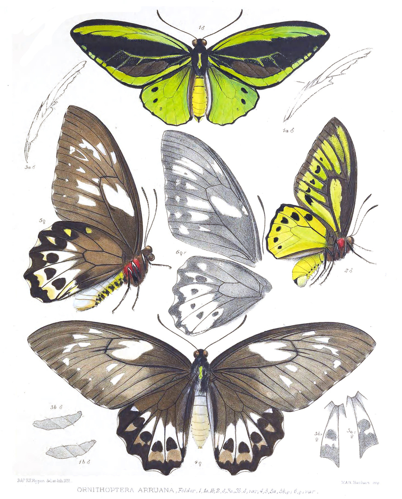 Ornithoptera arruana = Ornithoptera priamus arruana (common green birdwing); DISPLAY FULL IMAGE.