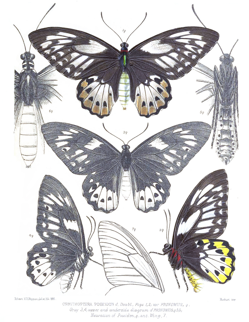 Ornithoptera poseidon = Ornithoptera priamus poseidon (common green birdwing); DISPLAY FULL IMAGE.