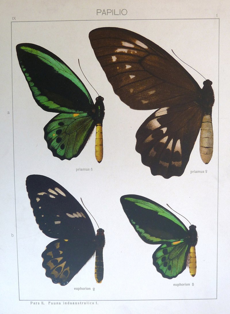 Papilio priamus = Ornithoptera priamus (common green birdwing), Ornithoptera euphorion (Cairns birdwing); DISPLAY FULL IMAGE.