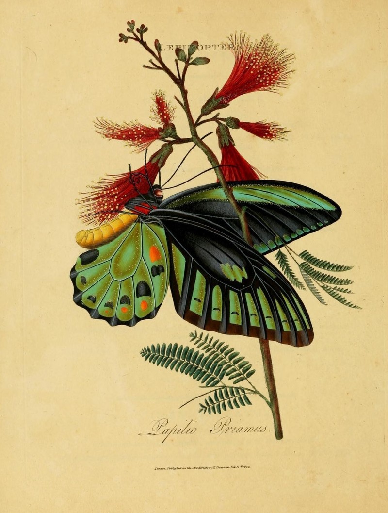 Papilio priamus = Ornithoptera priamus (common green birdwing); DISPLAY FULL IMAGE.