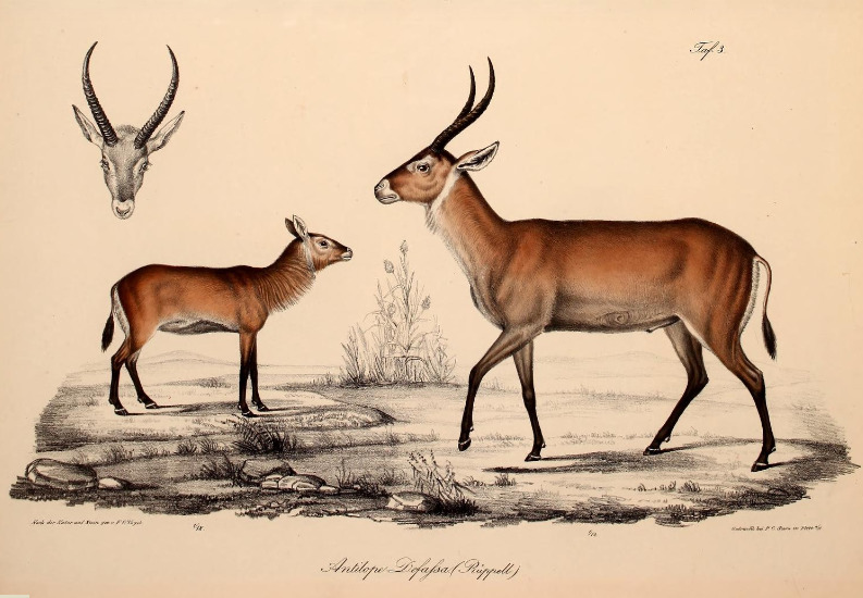 Antilope defassa = Kobus ellipsiprymnus defassa (waterbuck); DISPLAY FULL IMAGE.