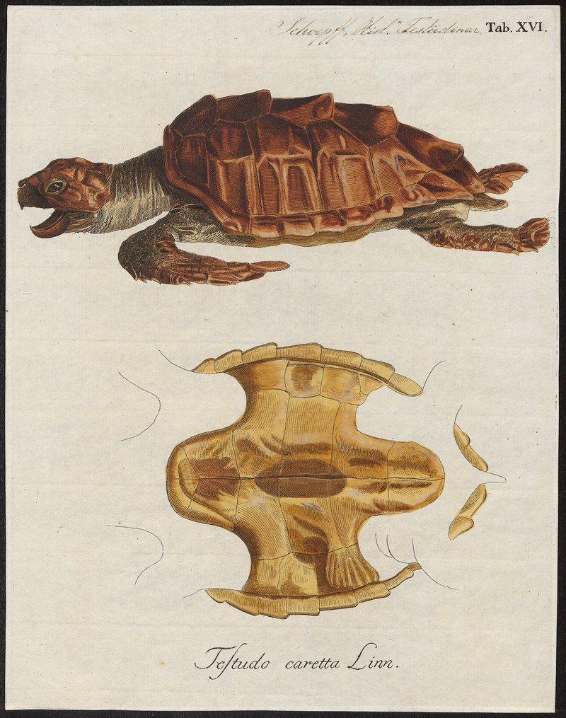Testudo caretta = Caretta caretta (loggerhead sea turtle); DISPLAY FULL IMAGE.