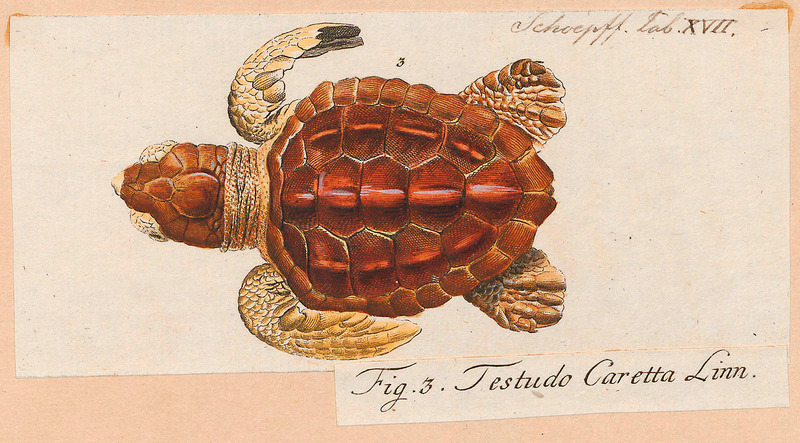 Testudo caretta = Caretta caretta (loggerhead sea turtle); DISPLAY FULL IMAGE.