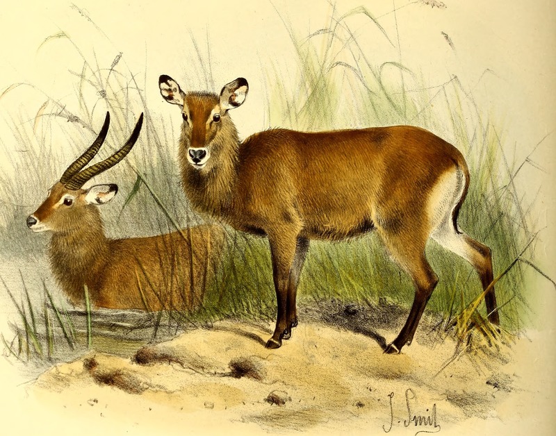 Cobus unctuosus = Kobus ellipsiprymnus unctuosus (Sing-sing waterbuck); DISPLAY FULL IMAGE.