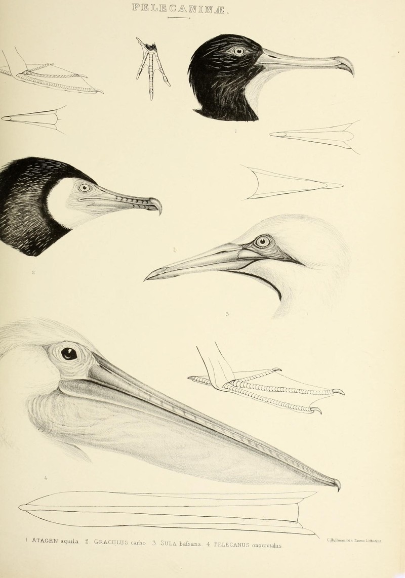 Atagen aquila = Fregata aquila (Ascension frigatebird), Graculus carbo = Phalacrocorax carbo (great cormorant), Sula bafsana = Sula bassana = Morus bassanus (northern gannet), Pelecanus onocrotalus = Pelecanus onocrotalus (great white pelican); DISPLAY FULL IMAGE.
