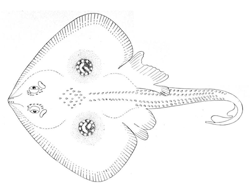 Raia circularis = Leucoraja naevus (cuckoo ray); DISPLAY FULL IMAGE.