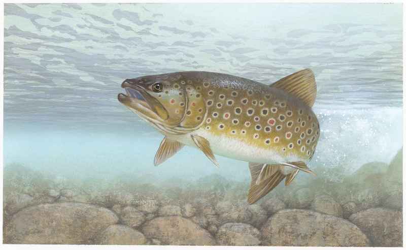 brown trout (Salmo trutta); DISPLAY FULL IMAGE.