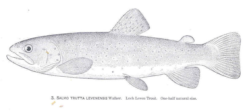 Loch Leven brown trout (Salmo trutta levenensis); DISPLAY FULL IMAGE.