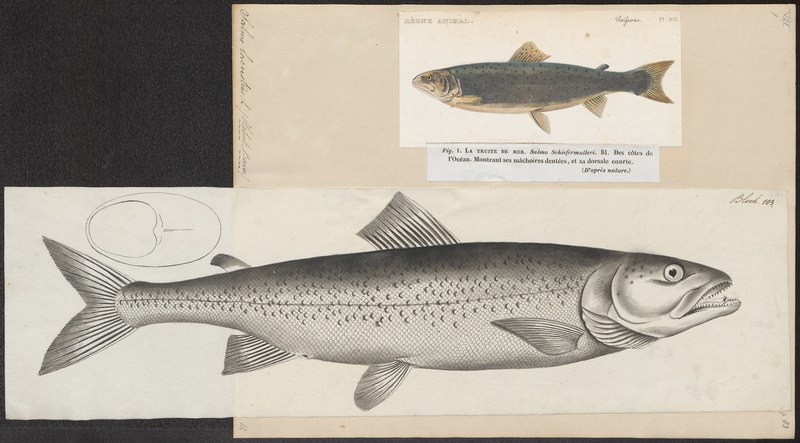 Salmo lacustris = Salmo trutta lacustris (lake trout); DISPLAY FULL IMAGE.