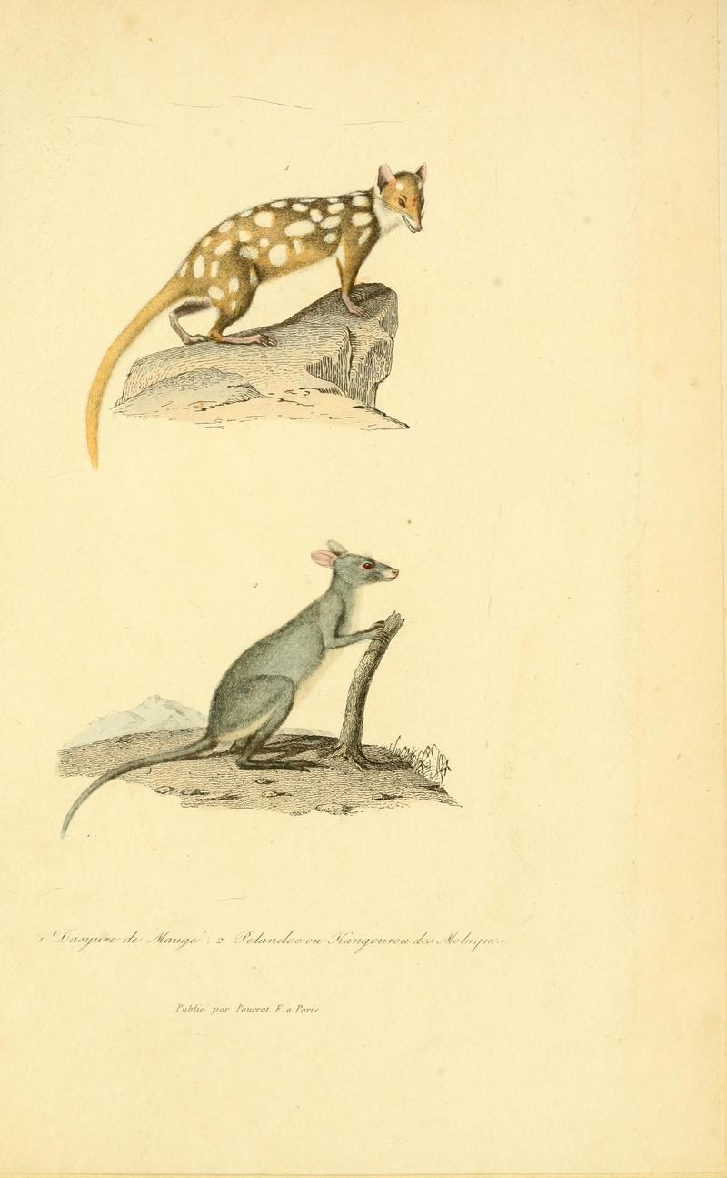 Dasyurus viverrinus (eastern quoll), Macropus fuliginosus (western grey kangaroo); DISPLAY FULL IMAGE.