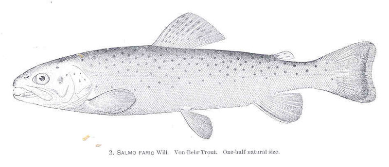 Salmo fario = Salmo trutta fario (river trout, brown trout); DISPLAY FULL IMAGE.