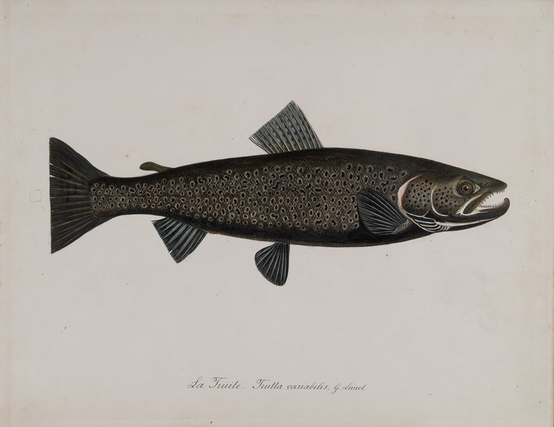 Trutta variabilis = Salmo trutta (brown trout); DISPLAY FULL IMAGE.