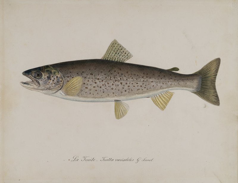 Trutta variabilis = Salmo trutta (brown trout); DISPLAY FULL IMAGE.
