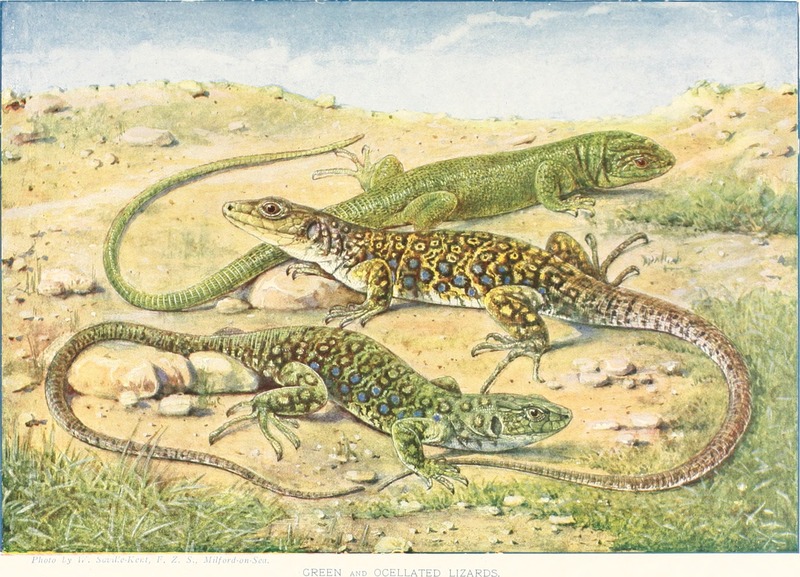 Timon lepidus (ocellated lizard), Lacerta viridis (European green lizard); DISPLAY FULL IMAGE.
