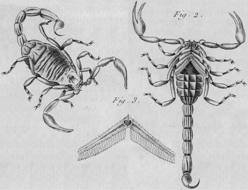 Scorpio occitanus = Buthus occitanus (common yellow scorpion); DISPLAY FULL IMAGE.