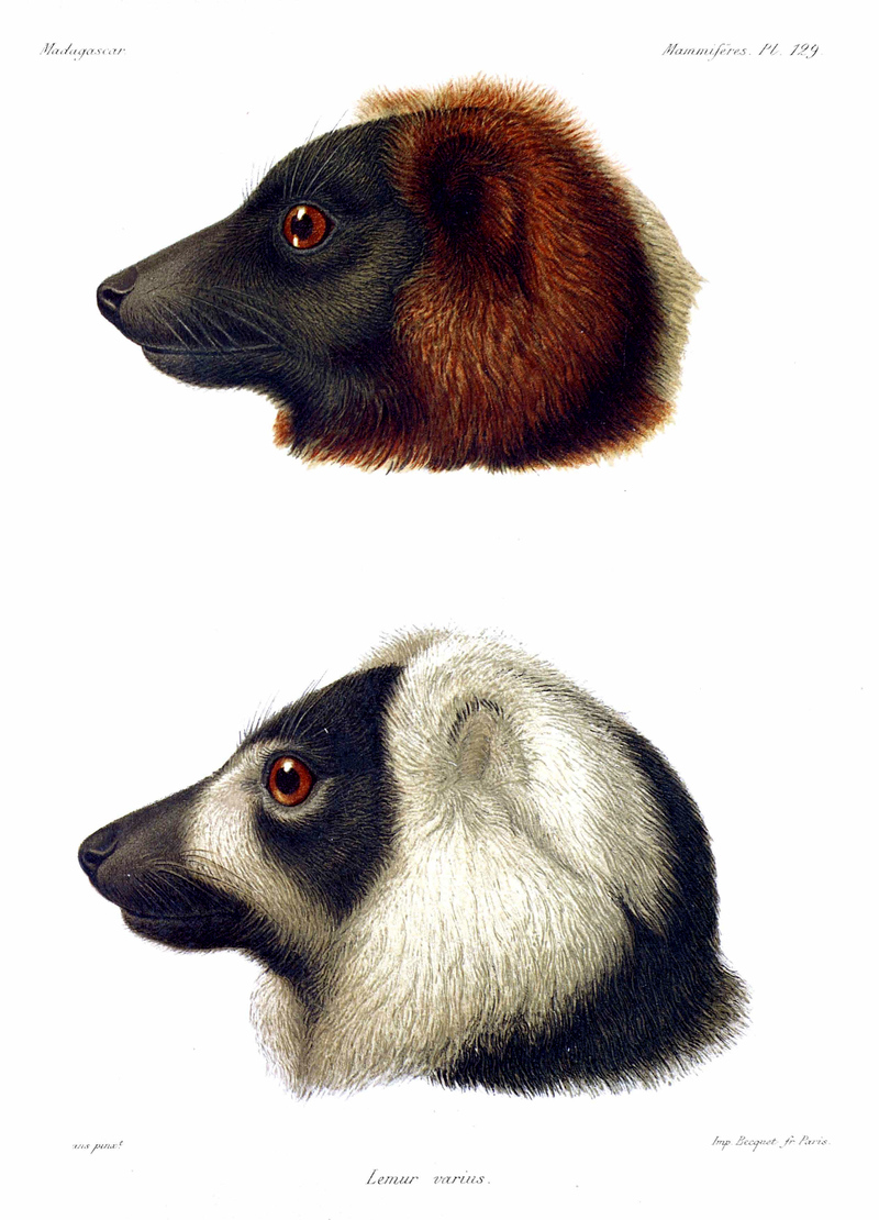Lemur varius = red ruffed lemur (Varecia rubra) & black-and-white ruffed lemur (Varecia variegata); DISPLAY FULL IMAGE.