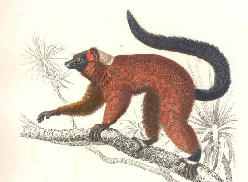 red ruffed lemur (Varecia rubra); DISPLAY FULL IMAGE.