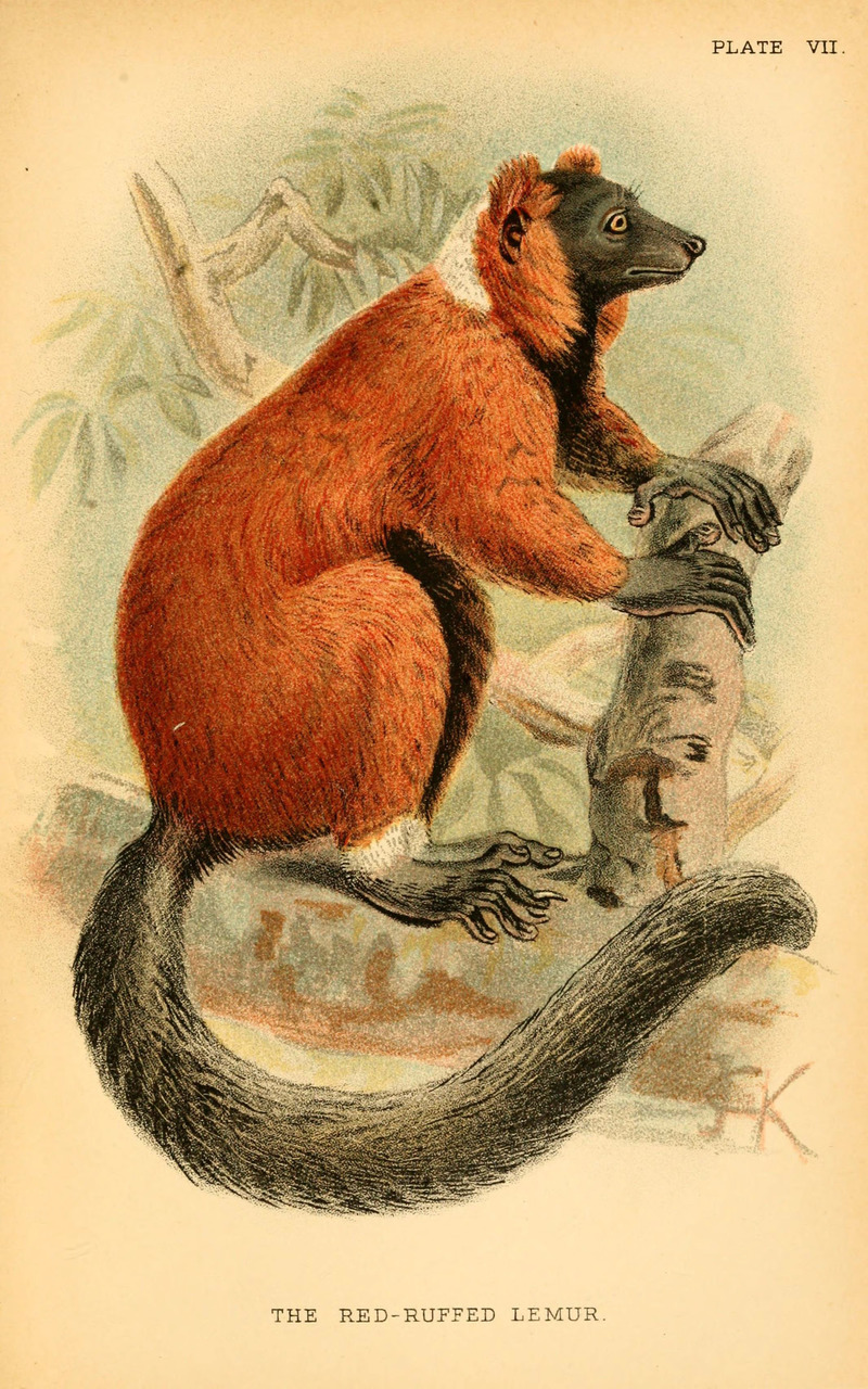 Lemur ruber = Varecia rubra (red ruffed lemur); DISPLAY FULL IMAGE.