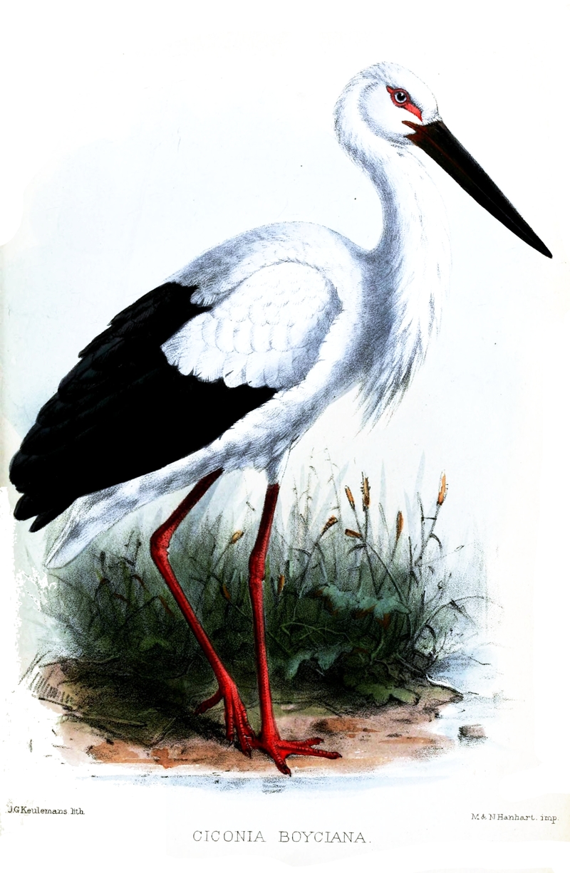Ciconia boyciana (Oriental stork); DISPLAY FULL IMAGE.