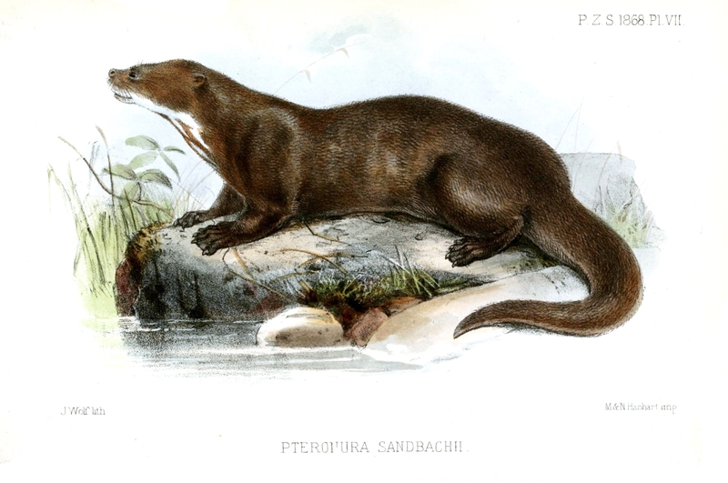 Pteronura sandbachii = Pteronura brasiliensis (giant river otter); DISPLAY FULL IMAGE.