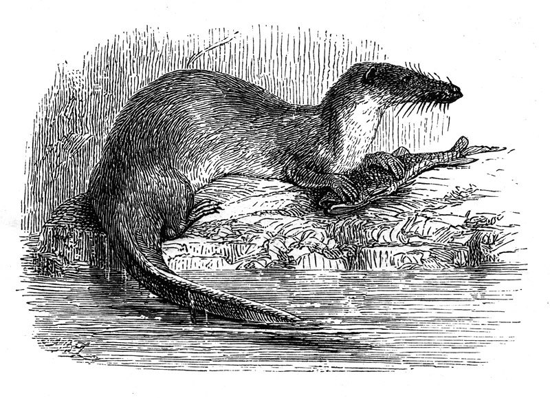 Potamogale velox (giant otter shrew); DISPLAY FULL IMAGE.
