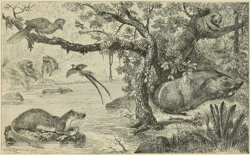 River Scene in West Africa, with Characteristic Animals - red river hog (Potamochoerus porcus), West African potto (Perodicticus potto), giant otter shrew (Potamogale velox), western gorilla (Gorilla gorilla), long-tailed paradise whydah (Vidua paradisaea), yellow-billed turaco (Tauraco macrorhynchus); DISPLAY FULL IMAGE.