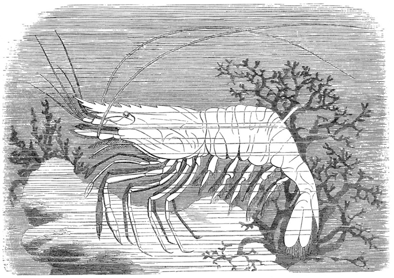 Lithography: common prawn (Palaemon serratus); DISPLAY FULL IMAGE.
