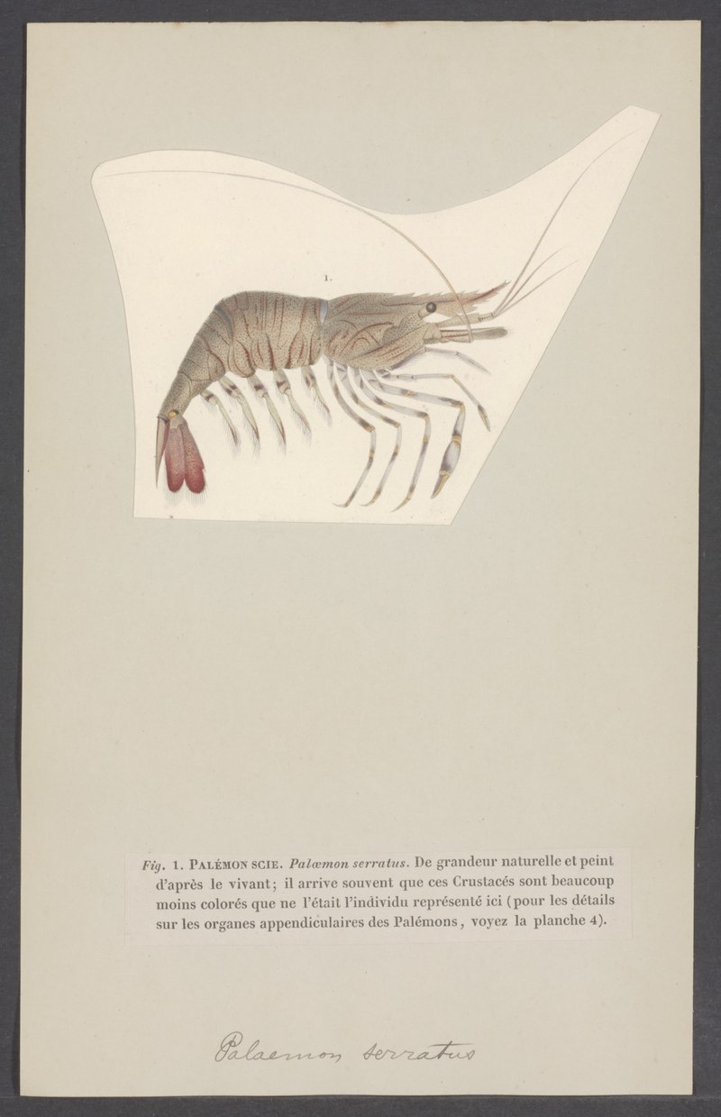 Common prawn (Palaemon serratus); DISPLAY FULL IMAGE.