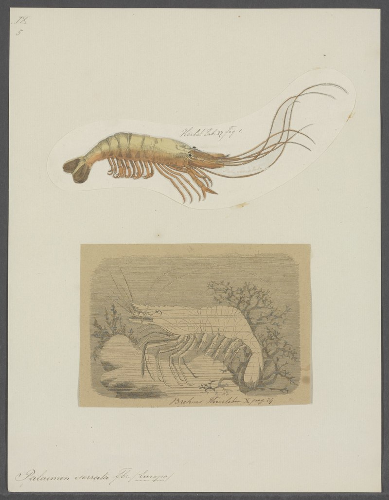 Palaemon serrata = Palaemon serratus (common prawn); DISPLAY FULL IMAGE.