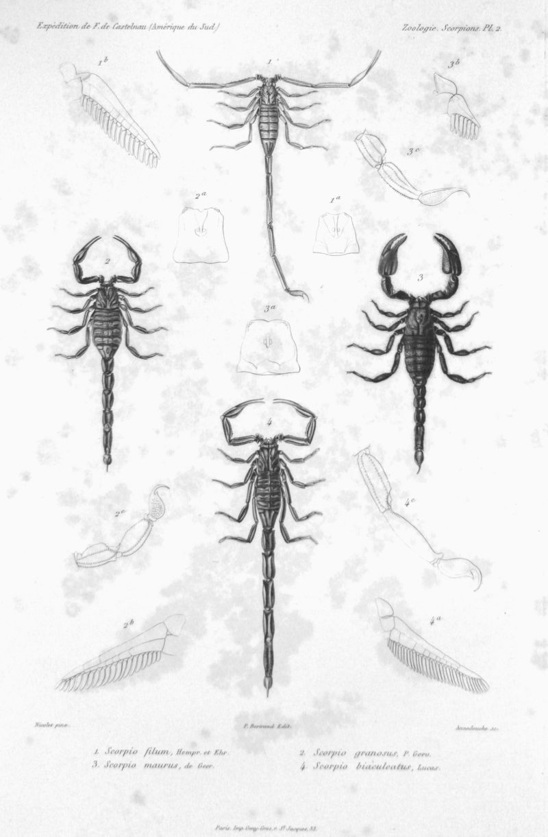 Isometrus maculatus (lesser brown scorpion), Megacormus granosus, Scorpio maurus (large-clawed scorpion), Centruroides gracilis (Florida bark scorpion); DISPLAY FULL IMAGE.