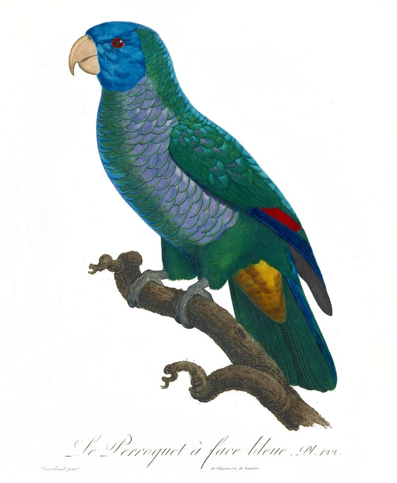 Le Perroquet a face bleue = Amazona versicolor (Saint Lucia amazon); DISPLAY FULL IMAGE.
