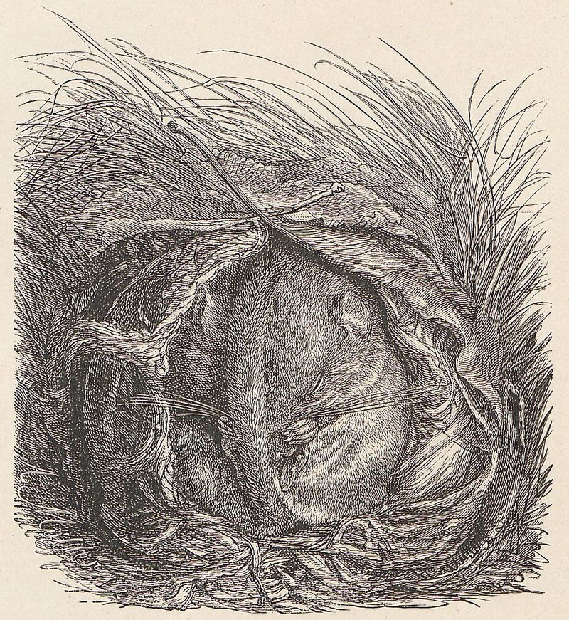 Die kleine Haselmaus = hazel dormouse (Muscardinus avellanarius); DISPLAY FULL IMAGE.